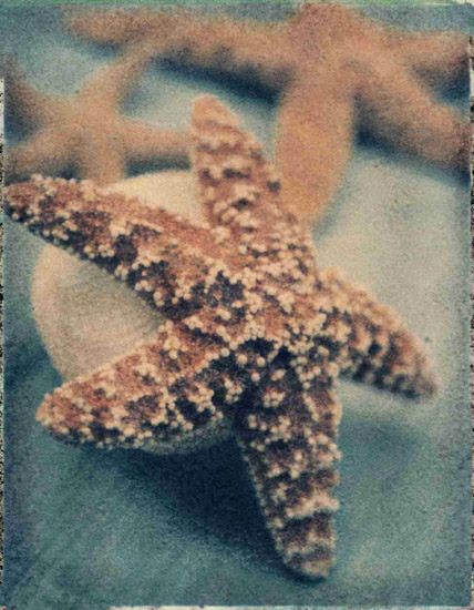 Jahrriesnge Still Life of starfish-lpf00178 