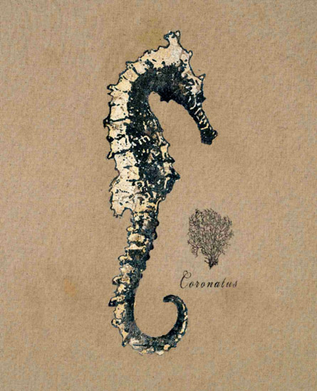 Jahrriesnge Still Life of seahorse-lpf00180 