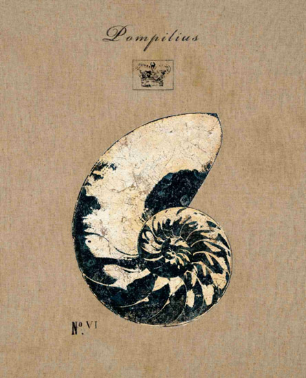 Jahrriesnge Still Life of nautilus-lpf00182 