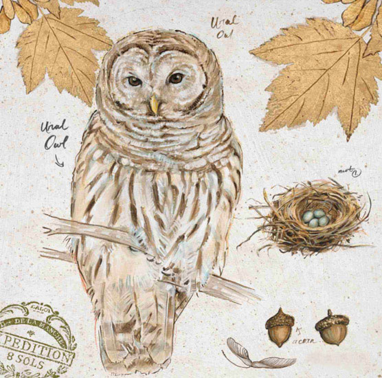 Jahrriesnge Still Life of owl-lpf00192 