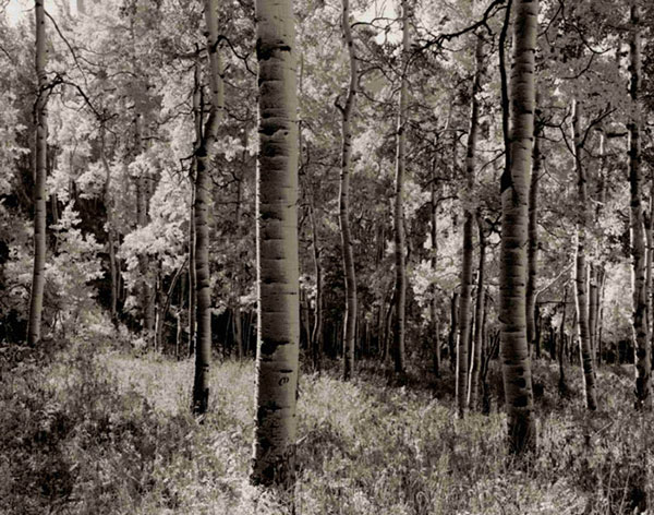 JAHRRIESNGE Landscape of forest-lpf00765 