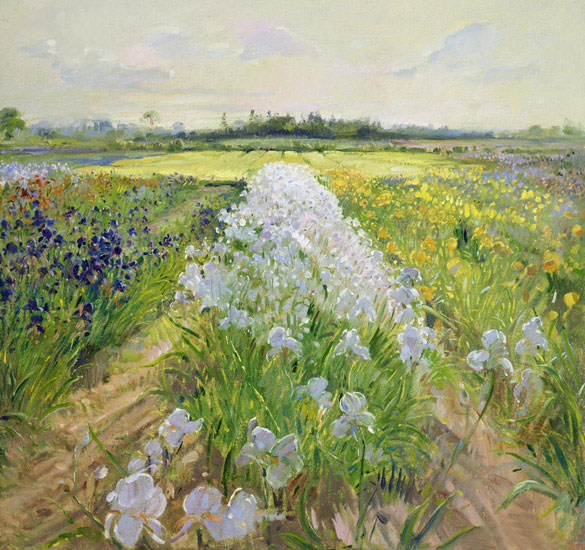 JAHRRIESNGE Landscape of flower-field-lpf02504 