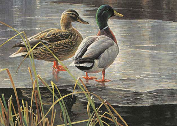 Jahrriesnge Animals of duck-lpf02523 