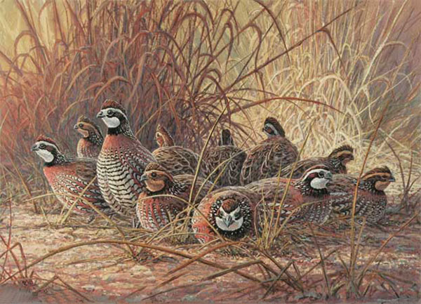 Jahrriesnge Animals of pheasant-lpf02525 