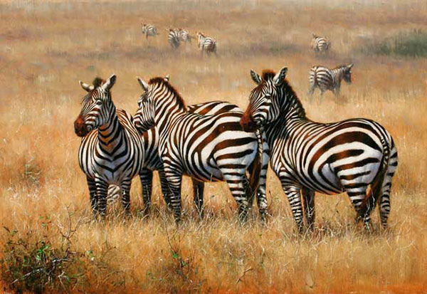 Jahrriesnge Animals of African-Zebra-lpf02545 