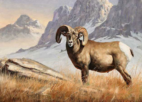 Jahrriesnge Animals of bighorn-sheep-lpf02546 