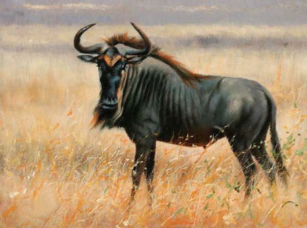 Jahrriesnge Animals of wildebeest-lpf02552 