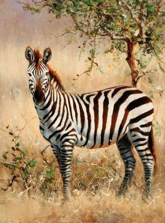 Jahrriesnge Animals of zebra-lpf02570 