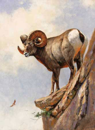 Jahrriesnge Animals of bighorn-sheep-lpf02574 