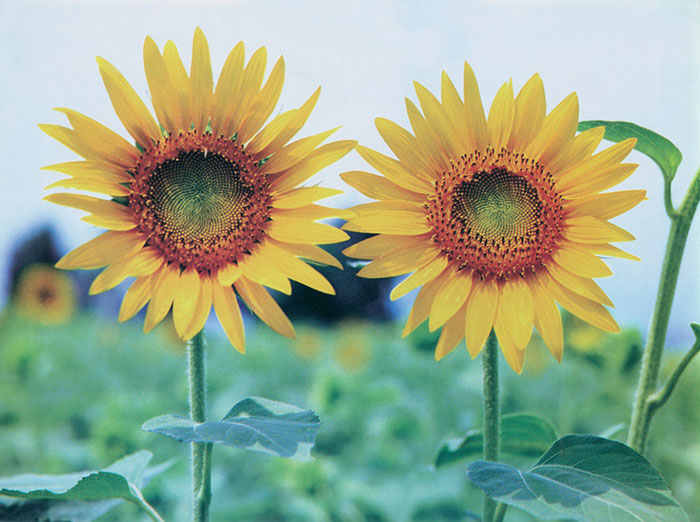 Jahrriesnge Floral of sunflower-lpf07659 