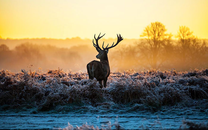 Jahrriesnge Animals of deer lpf08628 