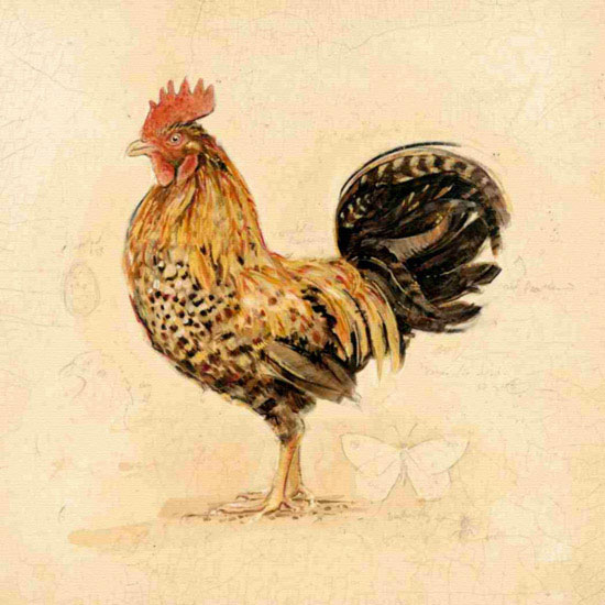 Jahrriesnge Animals of cock lpf10566 