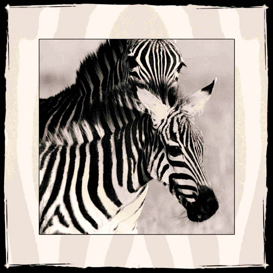 Jahrriesnge Animals of zebra lpf10649 